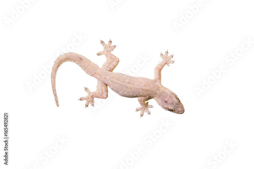 House lizard - gekco isolated on white background