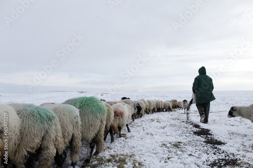 Winter Sheep Farming in the Yorkshire Dales