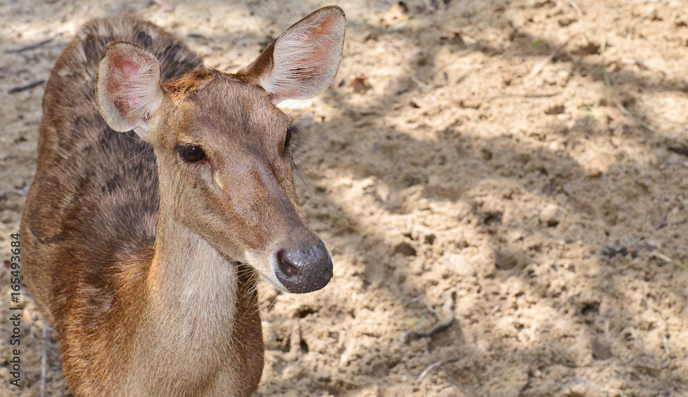 picture of deer in the zoo