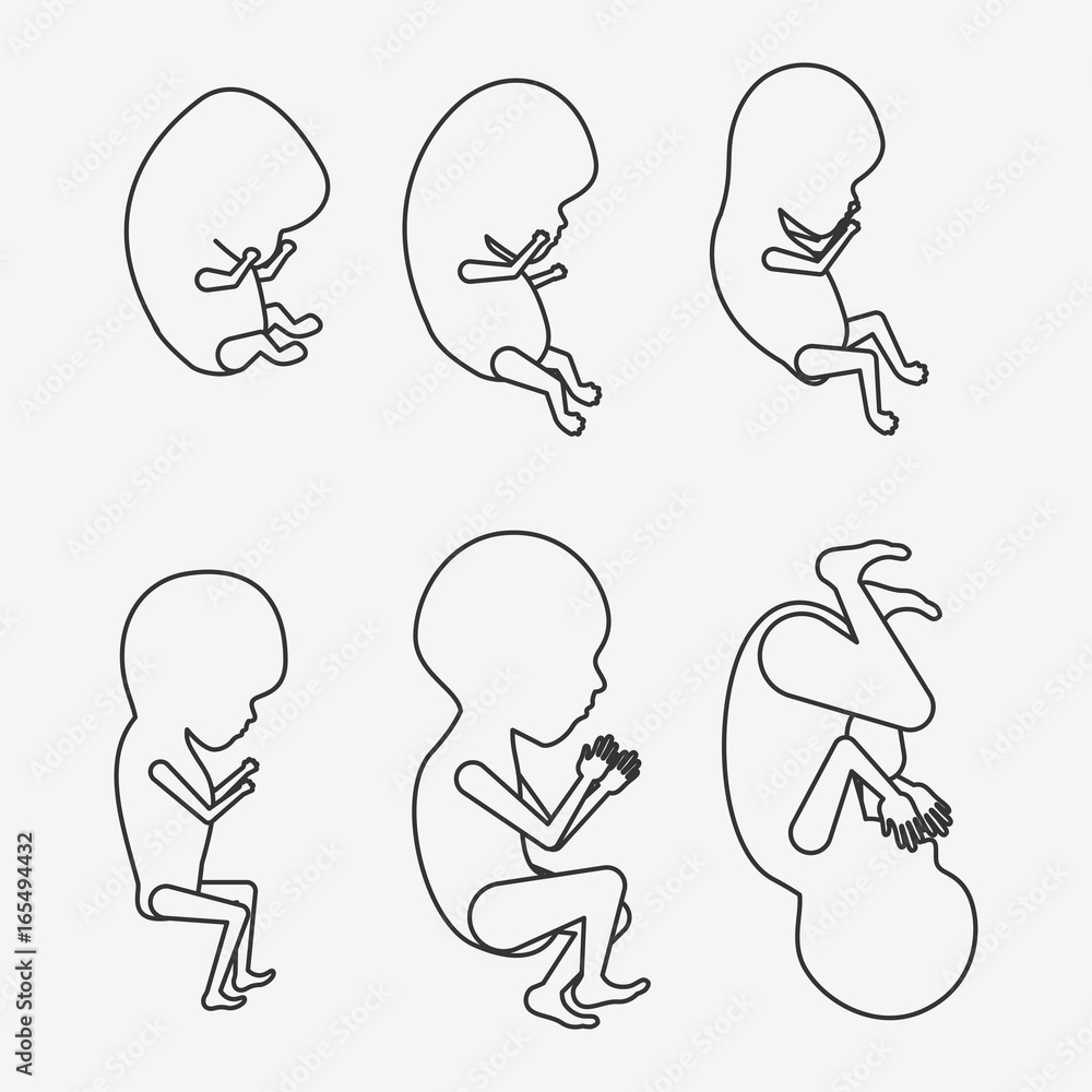 white background silhouette set fetal growth vector illustration white background silhouette set fetal growth vector illustration