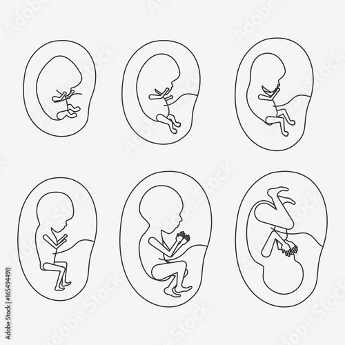 white background silhouette set fetal growth in placenta vector illustration