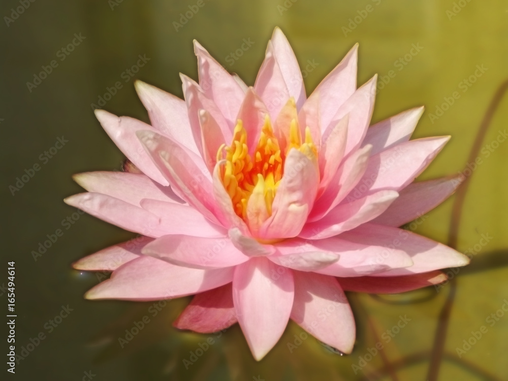water, lily, pond, flower, lotus, pink, nature, summer, plant, lilies, beautiful, reflection, beauty, waterlily, bloom, aquatic, green, natural, leaf, blossom, garden, petal, fish, white, closeup, env water, lily, pond, flower, lotus, pink, nature, summer, plant, lilies, beautiful, reflection, beauty, waterlily, bloom, aquatic, green, natural, leaf, blossom, garden, petal, fish, white, closeup, env