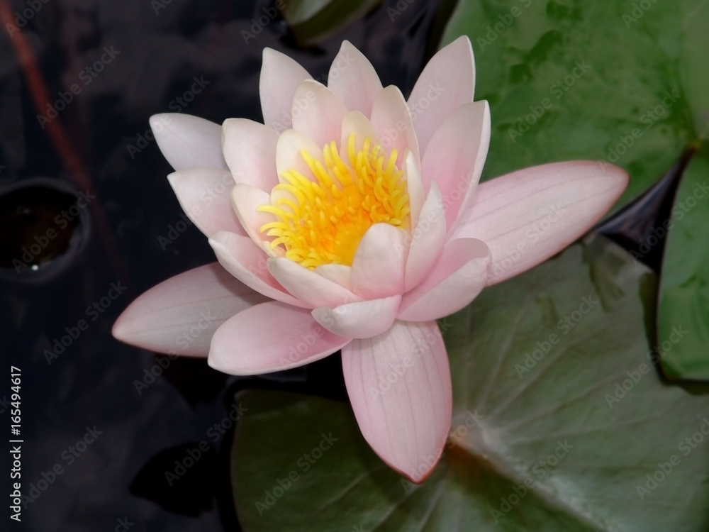 water, lily, pond, flower, lotus, pink, nature, summer, plant, lilies, beautiful, reflection, beauty, waterlily, bloom, aquatic, green, natural, leaf, blossom, garden, petal, fish, white, closeup, env