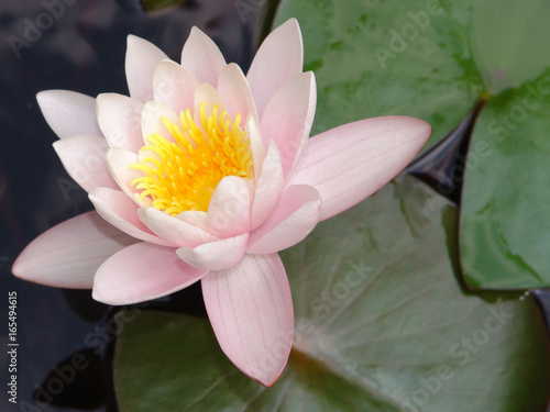water  lily  pond  flower  lotus  pink  nature  summer  plant  lilies  beautiful  reflection  beauty  waterlily  bloom  aquatic  green  natural  leaf  blossom  garden  petal  fish  white  closeup  env