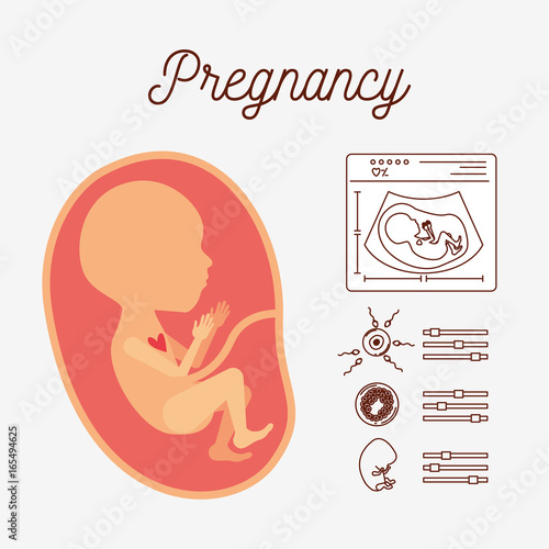 white background with color silhouette human fetus and icons pregnancy vector illustration