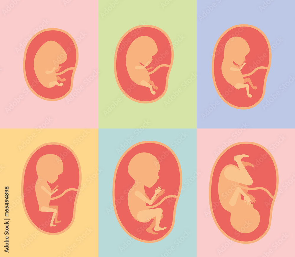 color background of frames with silhouette set fetal growth in placenta vector illustration color background of frames with silhouette set fetal growth in placenta vector illustration