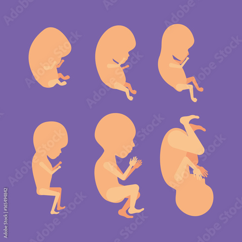color background with silhouette set fetal growth vector illustration