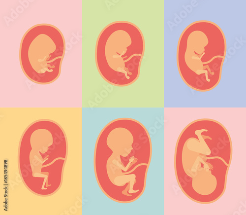 color background of frames with silhouette set fetal growth in placenta vector illustration