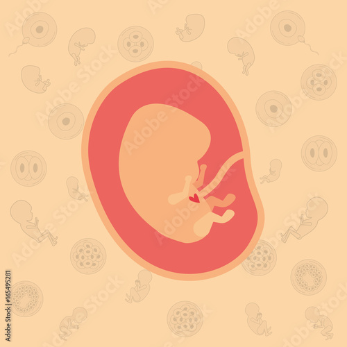 color background pattern pregnancy icons with fetus human embryo growth in placenta vector illustration