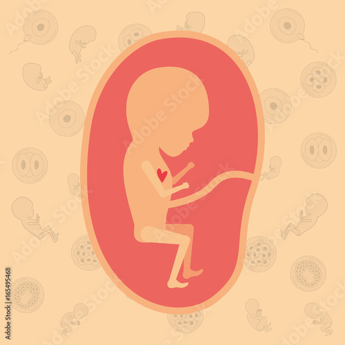 color background pattern pregnancy icons with fetus human growth in placenta trimestrer vector illustration