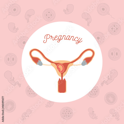 pink color background pattern pregnancy icons with fetus human growth in placenta in female reproductive organ vector illustration