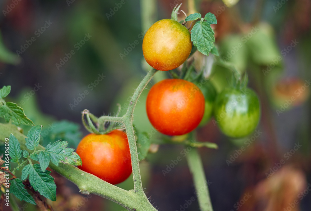 Tomato plant with ripe fruits in the vegetable garden in summer. Ripe natural tomatoes growing on a branch