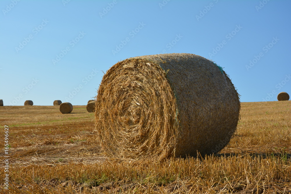 Ein Heuball im vordergrund und mehrere Strohballen im Horizont auf abgeerntetem Feld 