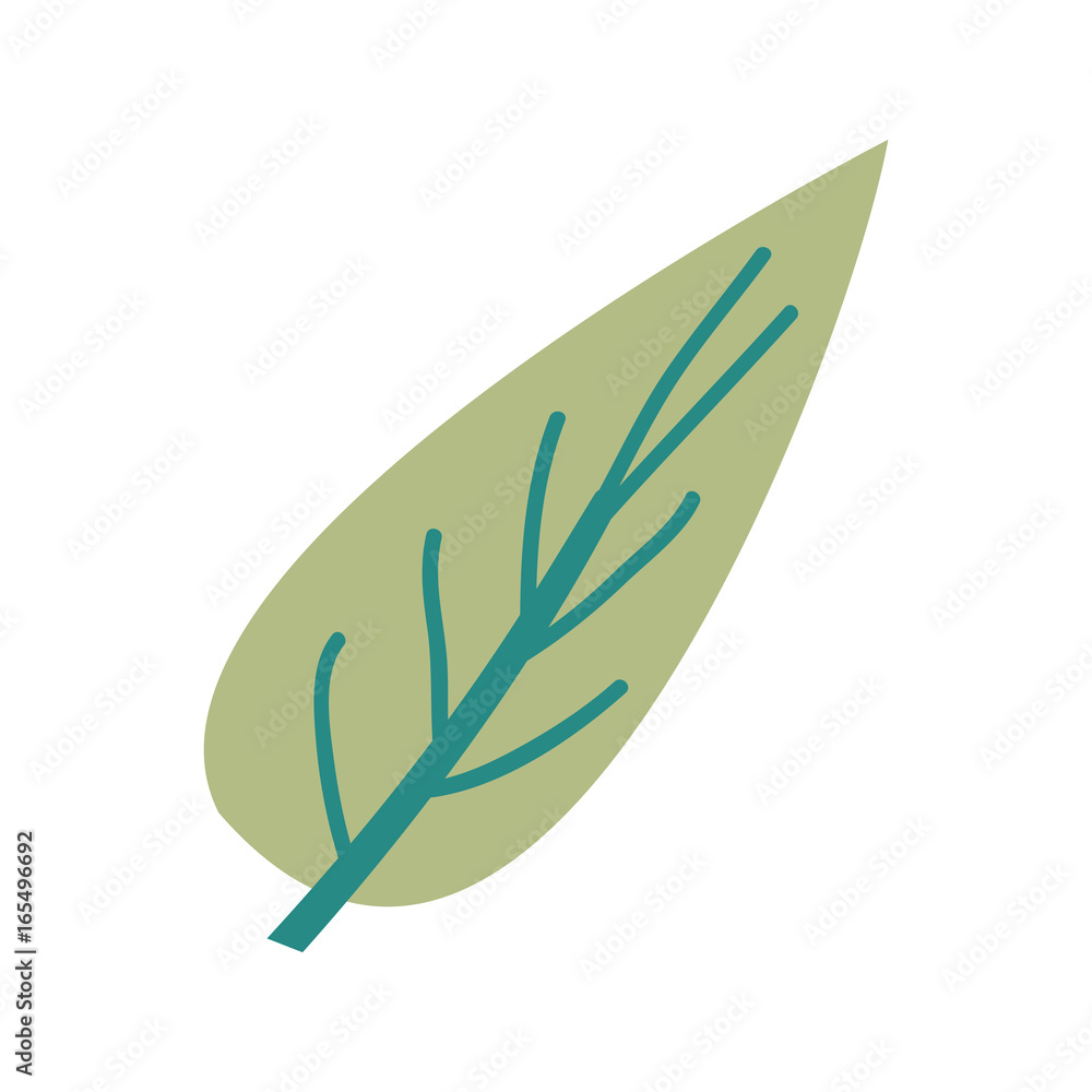 hand drawing color of big aovada leaf plant vector illustration hand drawing color of big aovada leaf plant vector illustration