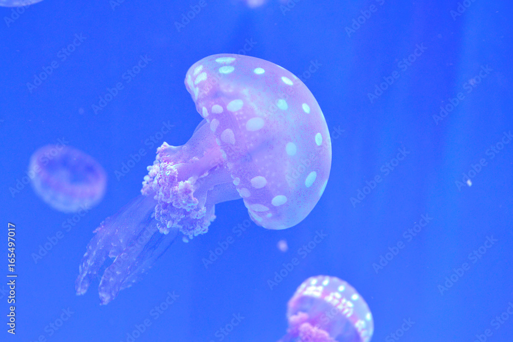 small jellyfish small jellyfish