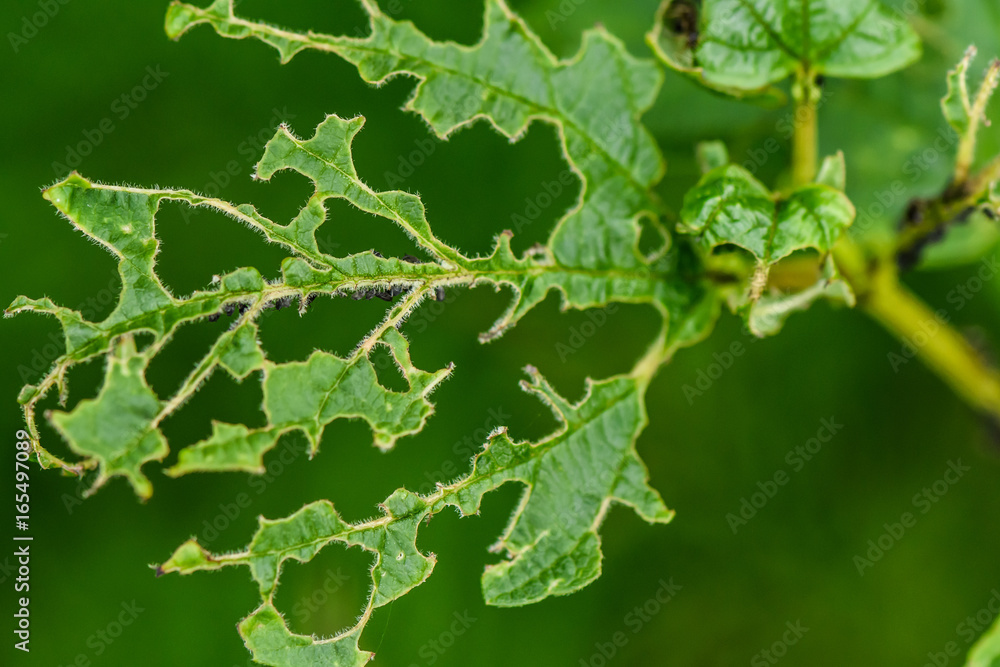 Obraz premium Aphids eat the leaves. the concept of insect pests aphids