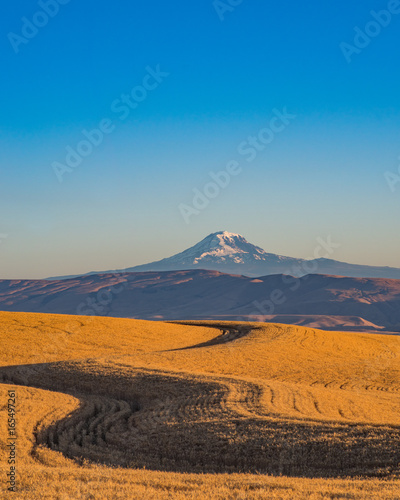 The Wheat Road to Mt. Adams 