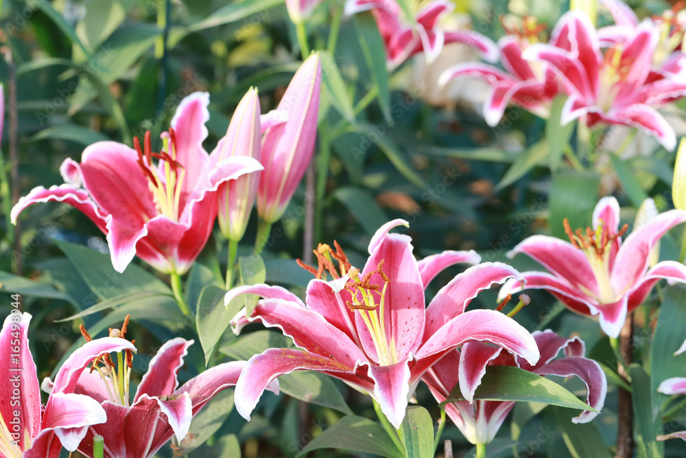 Obraz premium Lily flower of pink color bloom.