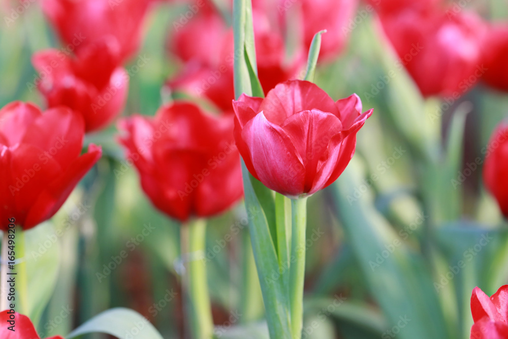 Naklejka premium Bright red tulips blossoming.