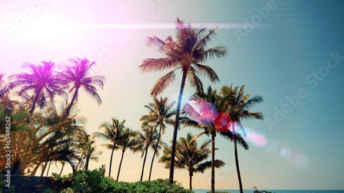 4K Tropical Coconut Palm Tree Sky Sun Lens Flare Silhouette photo