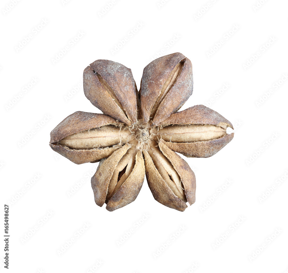 Dry star Incas bean isolated on white background. Dry star Incas bean isolated on white background.