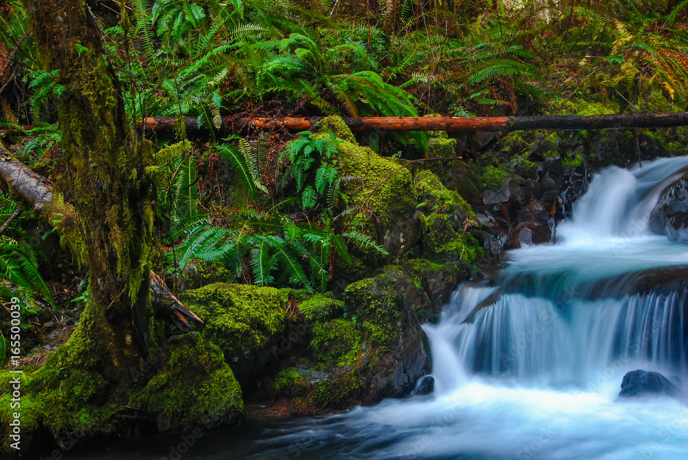 Ferns Overlooking the Falls