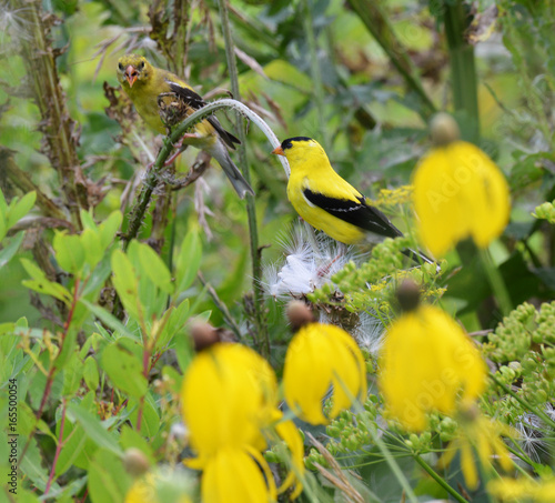 American goldfinch sitting on a thistle photo