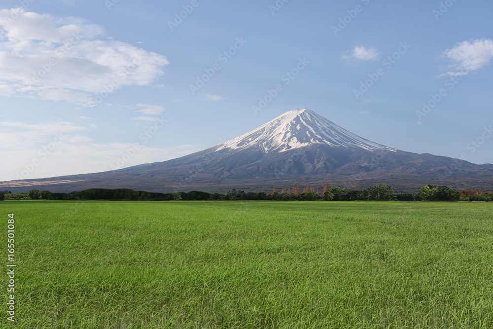 Rice in the rice farming area and have Mount Fuji in the daytime.