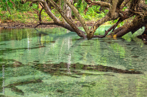 Crystal clear tidal creek - Espiritu Santo  Vanuatu