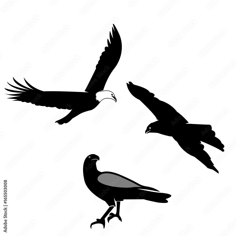 Eagle Silhouette on white background Eagle Silhouette on white background