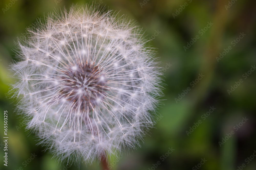 Dandelion Seedhead Closeup Dandelion Seedhead Closeup