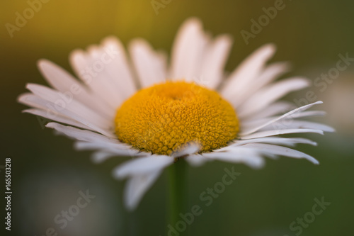 Vibrant Oxeye Daisy at Sunrise