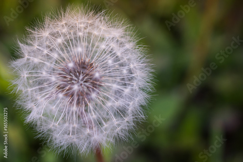 Dandelion Seedhead Closeup