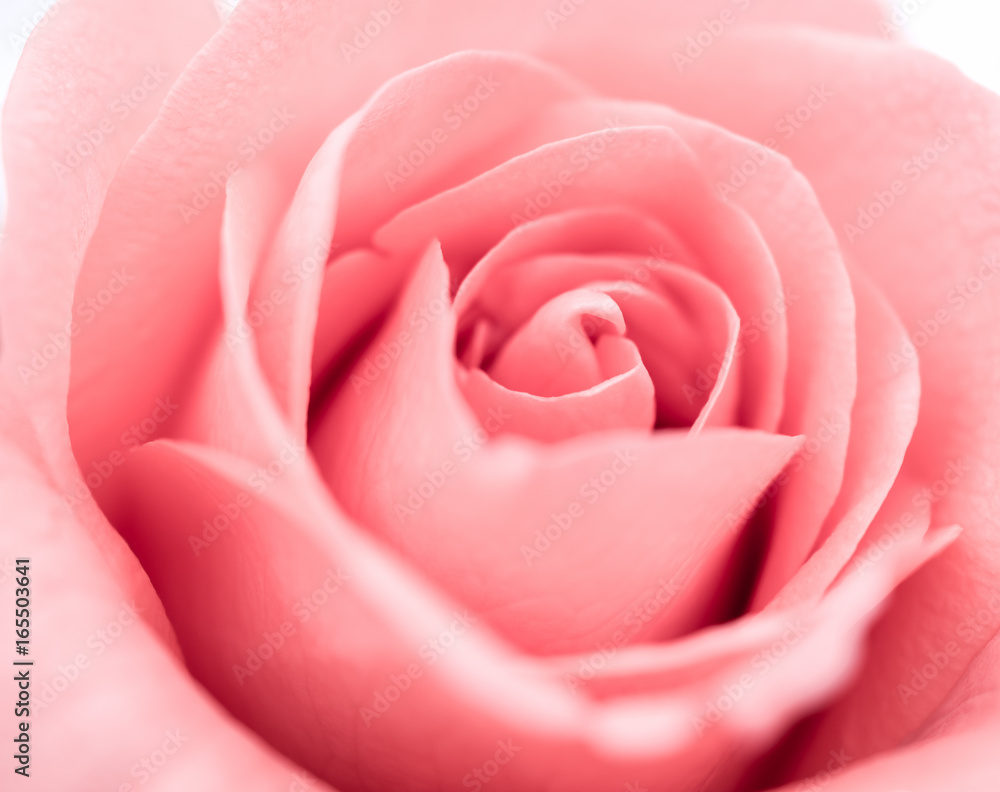 Close-up image of beautiful pink rose flower with copy space. Valentine day, love and wedding concept. Close-up image of beautiful pink rose flower with copy space. Valentine day, love and wedding concept.
