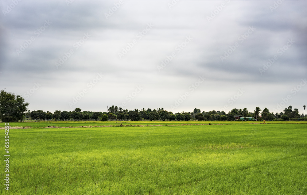 Rice field under cloudy sky in Thailand Rice field under cloudy sky in Thailand