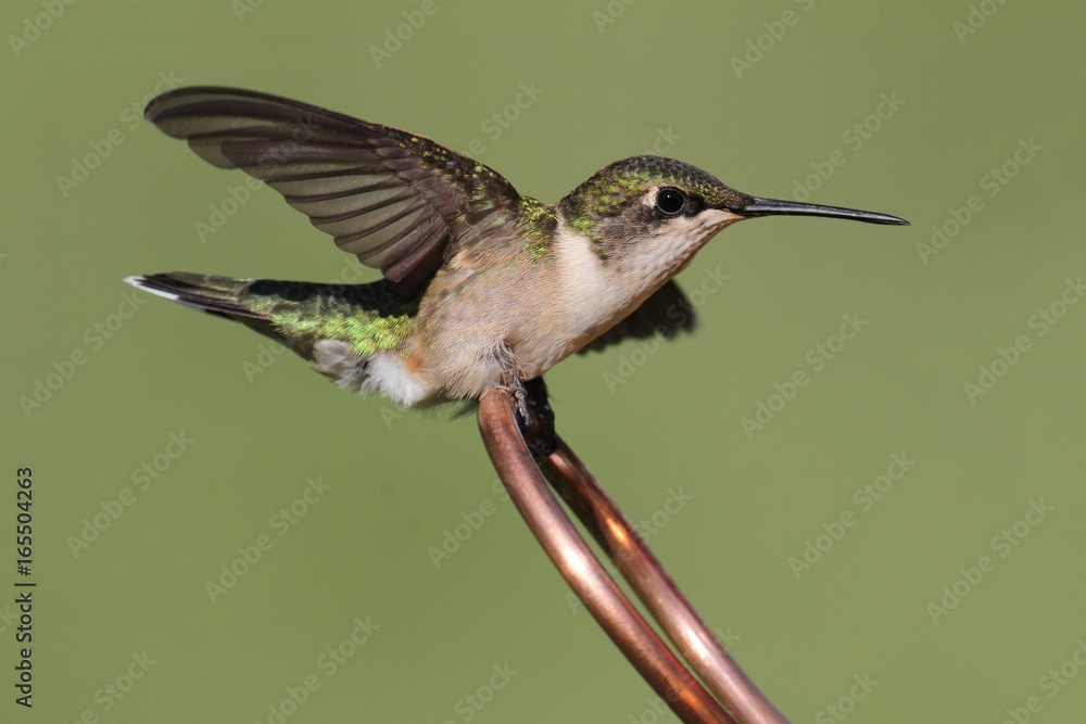 Fototapeta premium Ruby-throated Hummingbird (archilochus colubris)