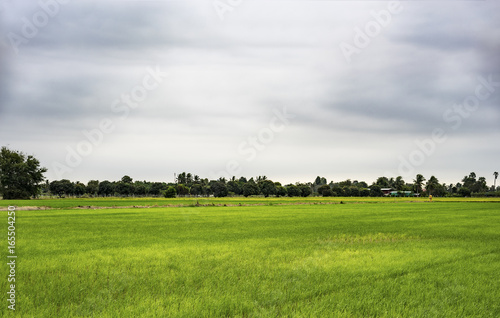 Rice field under cloudy sky in Thailand