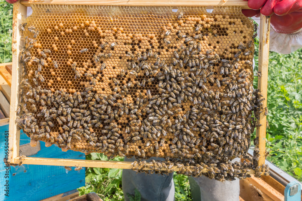 The beekeeper keeps a frame with larvae of bees. Honeycombs are developing larvae of bees future generation of beneficial insects. Closeup The beekeeper keeps a frame with larvae of bees. Honeycombs are developing larvae of bees future generation of beneficial insects. Closeup