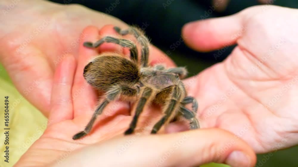 4K Massive Spider Steps From Hand to Hand, Tarantula Large Hairy Insect 4K Massive Spider Steps From Hand to Hand, Tarantula Large Hairy Insect