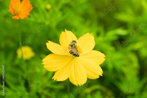 Insect on natural flower garden on holiday