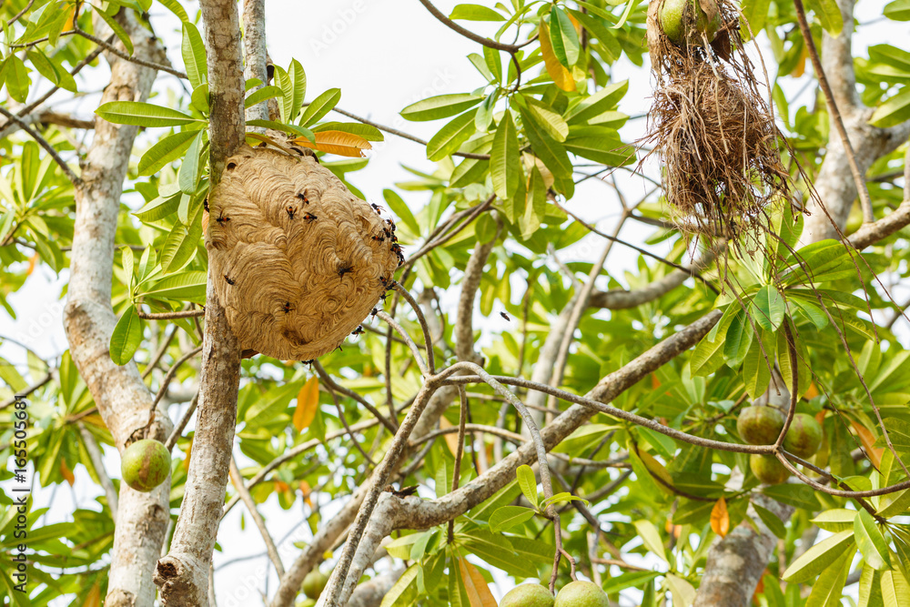 Wasp nest on tree in forest Wasp nest on tree in forest