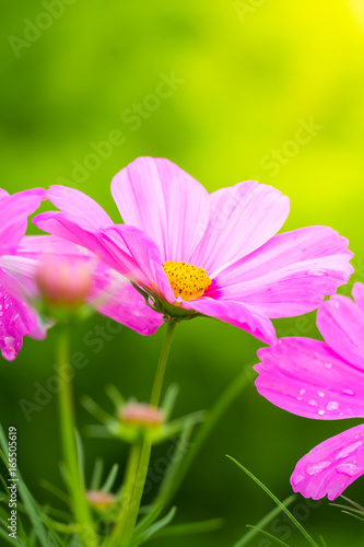 The background image of the colorful flowers background nature