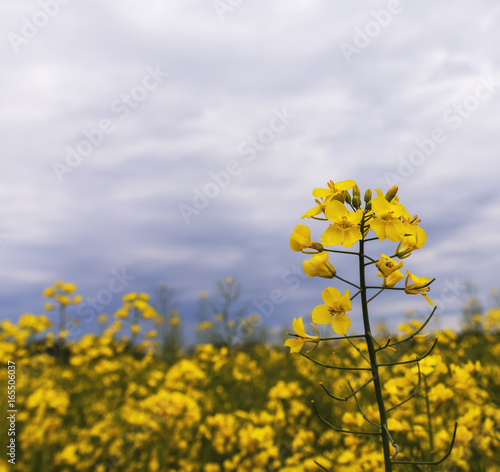 Rapeseed field, Blooming canola flowers close up. Rape on the field in summer.