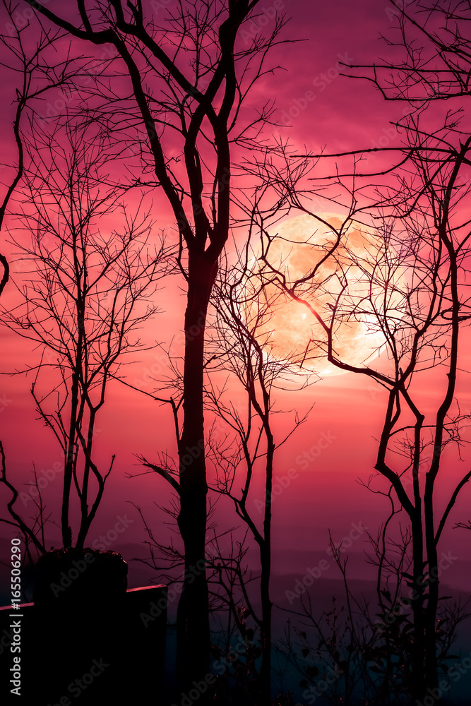 Fototapeta premium Night landscape of sky with bright super moon behind silhouette of dead tree.