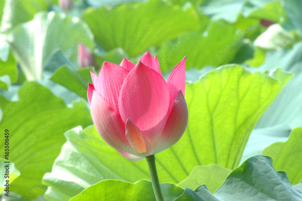 lotus bud in front of green leaf in summer lotus bud in front of green leaf in summer