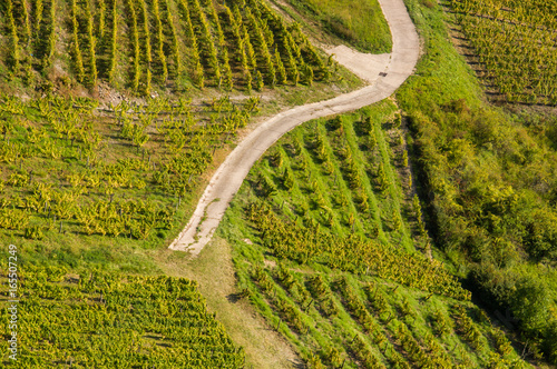 Vineyards near Château-Chalon, Jura, France