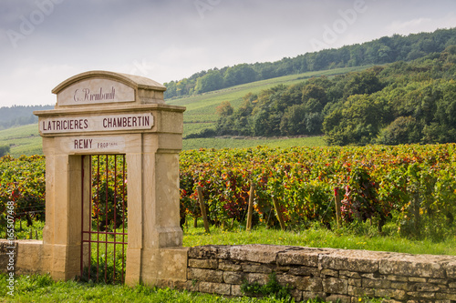Chambertin vineyard, Gevrey-Chambertin, Burgundy, France