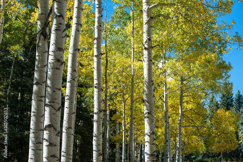Colorado Aspens in Autumn