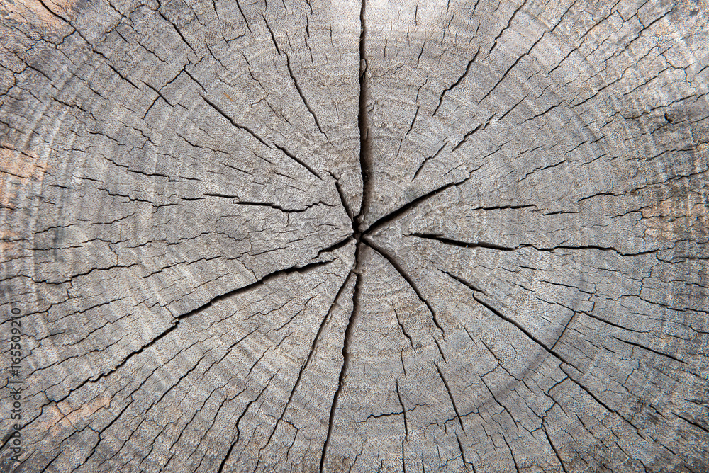 Fototapeta premium tree stumps and felled forest deforestation abstract for background