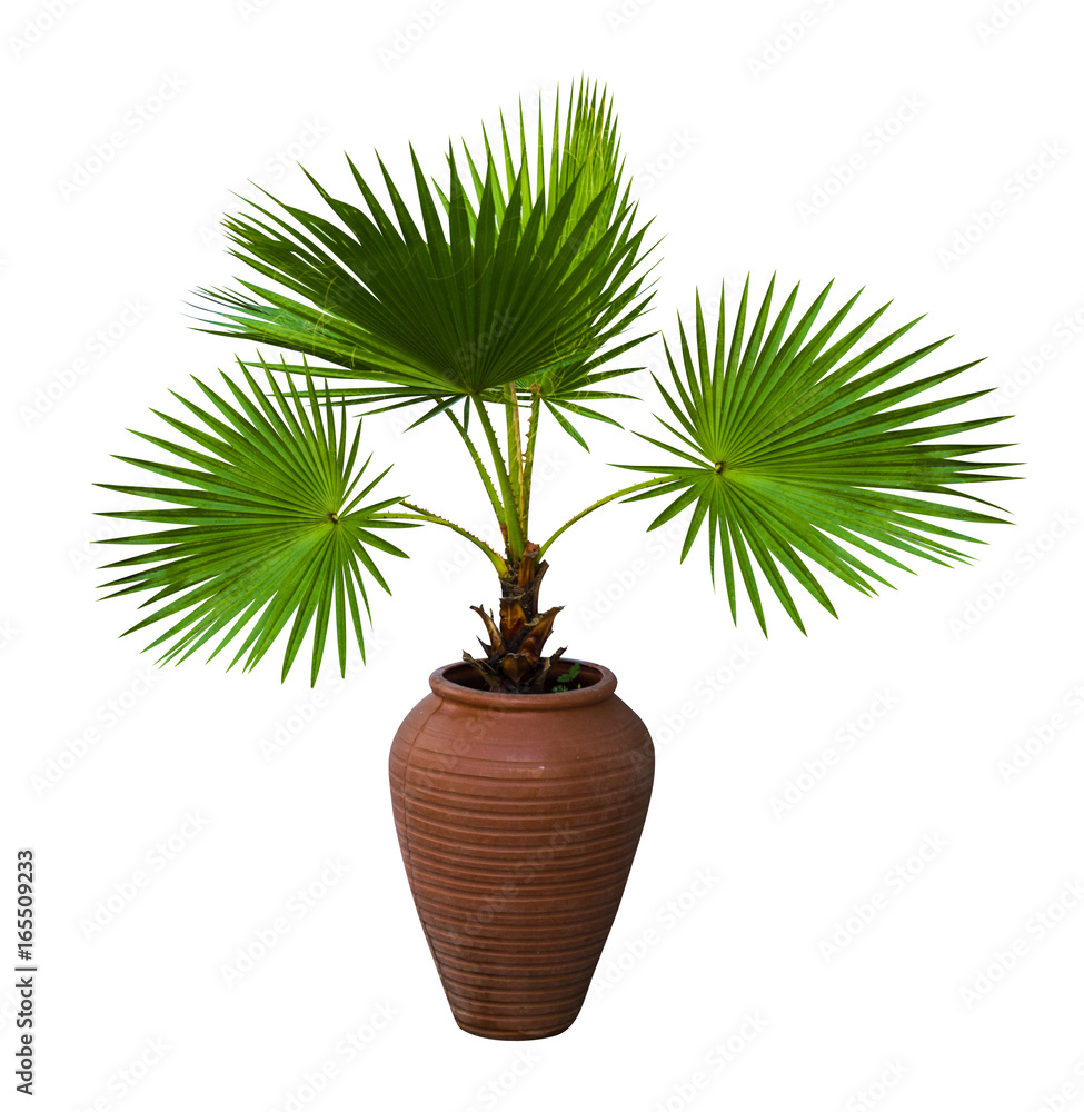 Naklejka premium A palm tree in a flowerpot. Pam tree (Livistona Rotundifolia) in flowerpot, isolated on white. Livistona Rotundifolia